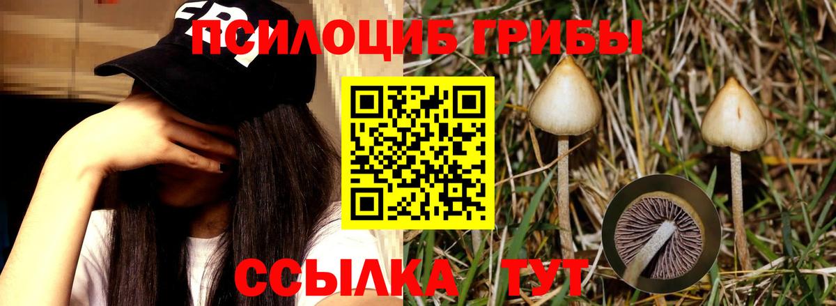 Псилоцибиновые грибы мицелий Борисоглебск